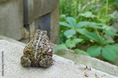 Thinking toad