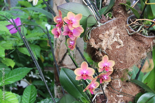 Flores