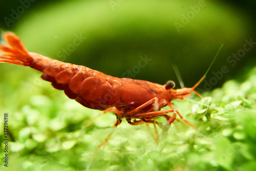 Cherry Shrimp