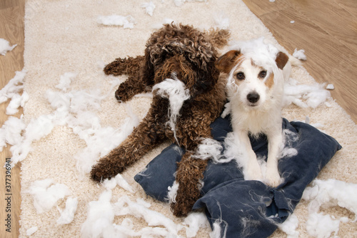 Photography Dog mischief