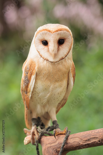 barn owl sitting on branch with green grass summer