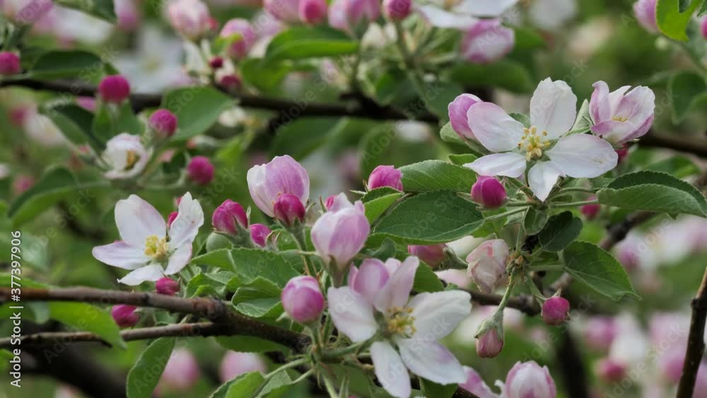 Blooming Apple Trees in the Spring Garden. Blooming Apple Trees in the Spring Garden.
