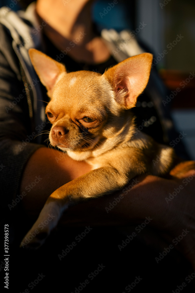 dog in the arms of the owner