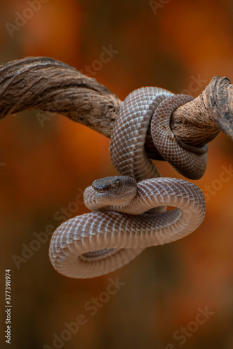 Photography Trimeresurus purpureomaculatus is a venomous pit viper species native