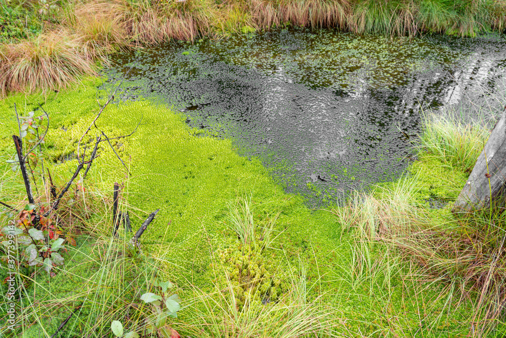 Fir swamp forest, moss, blueberry and lingonberry