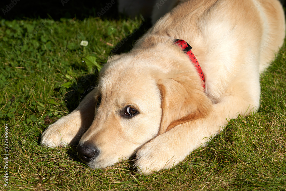 A four-month-old golden retriever puppy is lying on the lawn and peeking at the keeper. She's beautiful, gentle, and calm. A four-month-old golden retriever puppy is lying on the lawn and peeking at the keeper. She's beautiful, gentle, and calm.