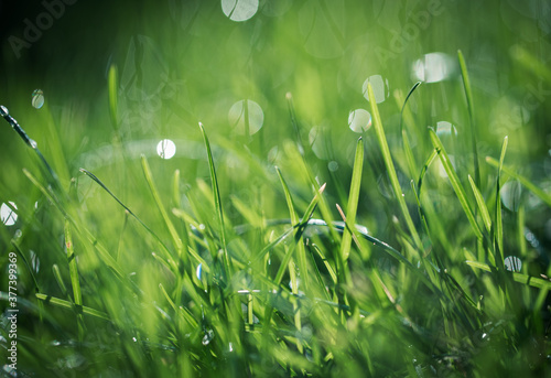 Close up of water droplets on blades of grass with blurred background
