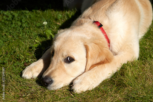 Schilderij op canvas A four-month-old golden retriever puppy is lying on the lawn and peeking at the keeper