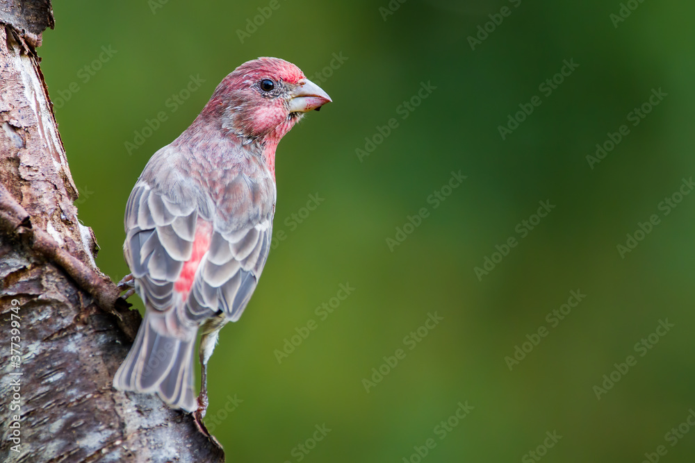 A House Finch Perched on a Log A House Finch Perched on a Log