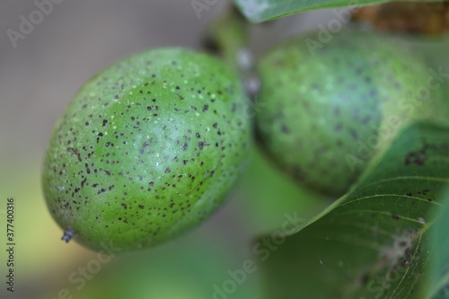green walnuts growing on tree close up 