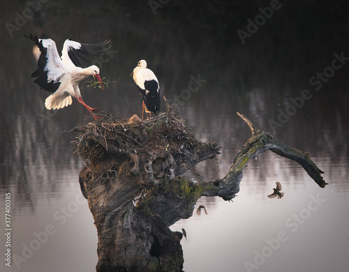 Stork reaching the nest on a tree photo