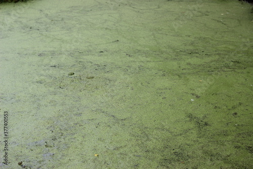 Pond surface overgrown with green duckweed