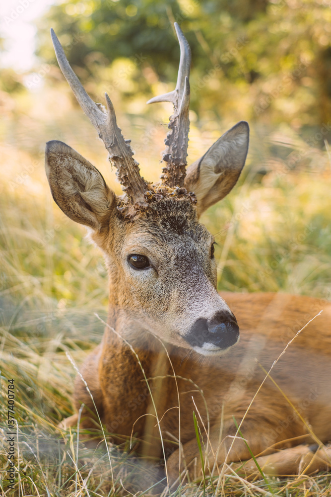 Beautiful fallow deers in the national park.