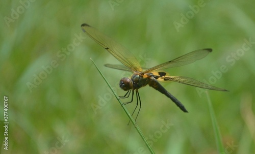 dragonfly on a green leaf © Shony