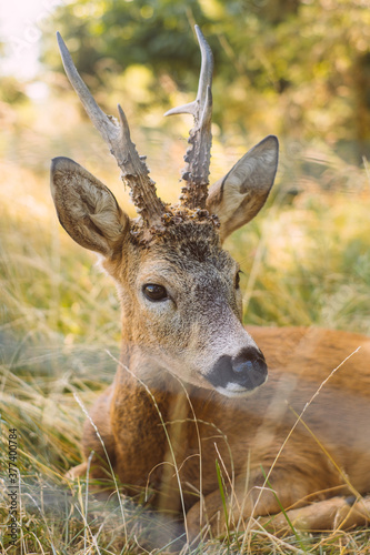 Beautiful fallow deers in the national park. © Christina
