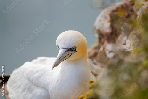 Northern Garnet sat on its nest at Bempton Cliffs North Yorkshire,UK photo