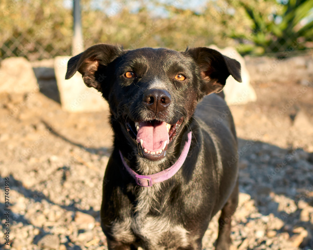 Closeup shot of a black dog happily looking up with the tongue out