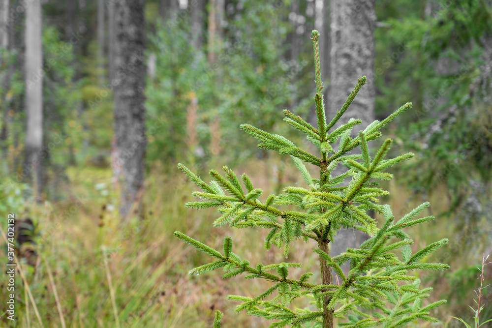 Fir swamp forest, moss, blueberry and lingonberry Fir swamp forest, moss, blueberry and lingonberry