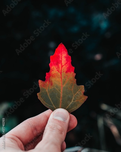 Autumn leaf are shown below and pretty good