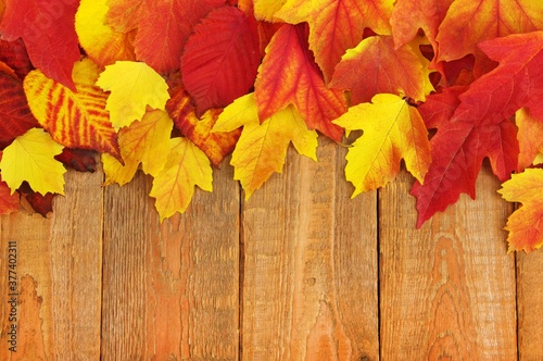 Autumn leaf pile on wood background photo