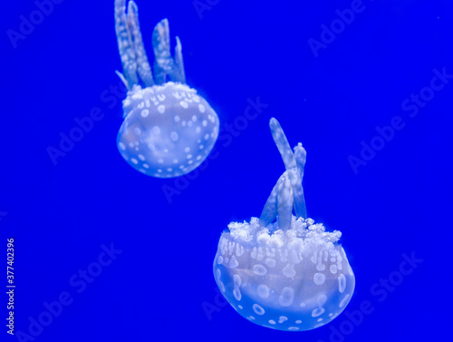 Beautiful jellyfish floating in aquarium water photo