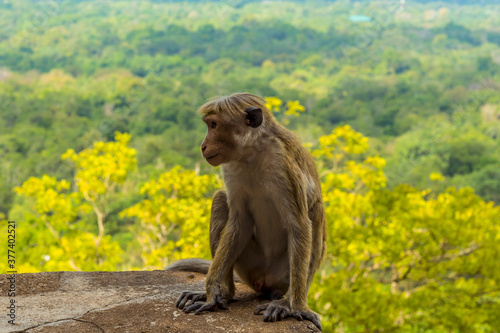 A macaque monkey sits pensively on the steps of the rock fortress of Sigiriya  Sri Lanka