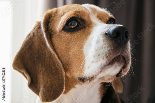 close-up portrait of a dog of breed beagle, expressive look. muzzle close-up. hanging ears.