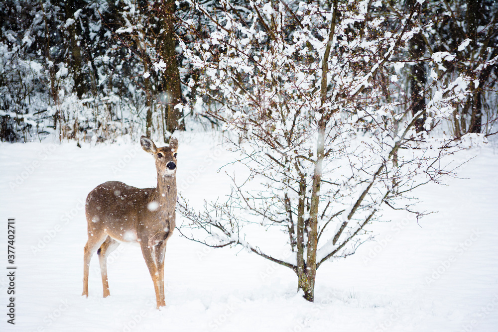 Deer Standing by a Snow Covered tree in Winter Deer Standing by a Snow Covered tree in Winter