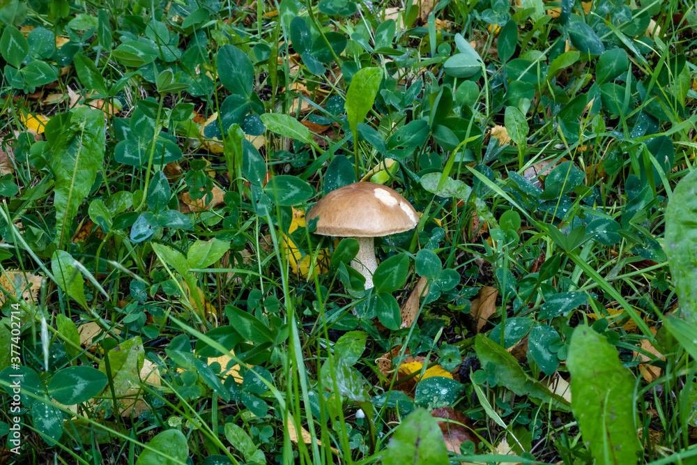 Mushroom in green grass. Autumn mushroom. Mushroom in green grass. Autumn mushroom.