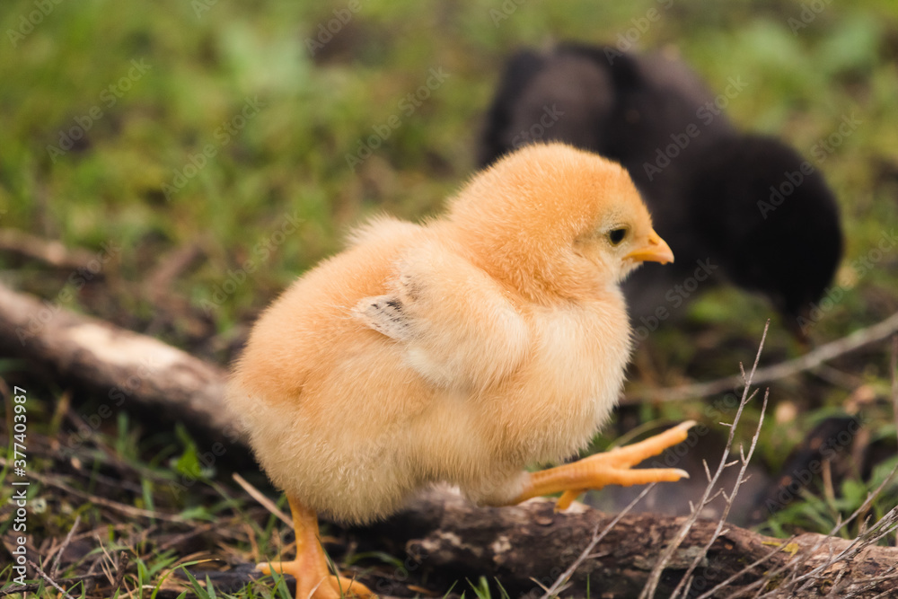 gelbes Küken - chicken