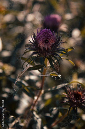 Beautiful flowers in the garden