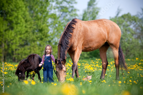 Small girl standing with two horses in a field. A child standing together with a big trakehner horse and small pony outdoor in springtime. photo