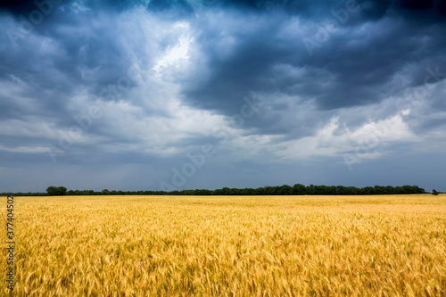 Storm Clouds move towards a Golden Wheat Field In Central Kansas