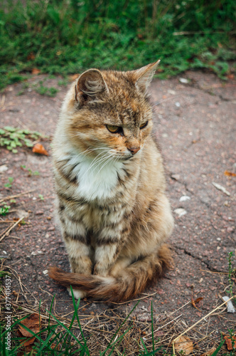 Cat resting in nature in the village