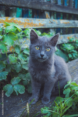 Cat resting in nature in the village