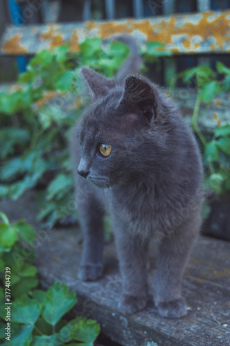 Cat resting in nature in the village