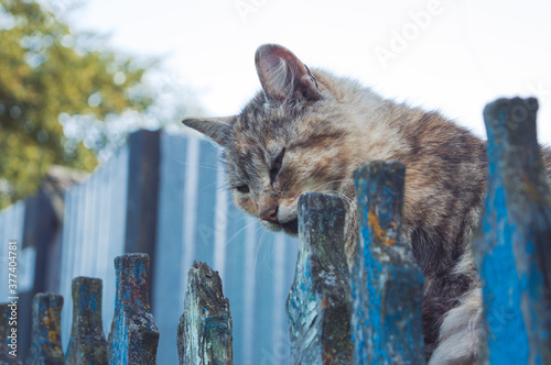 Cat resting in nature in the village