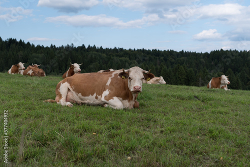 Spotted cows are lying in the pasture.