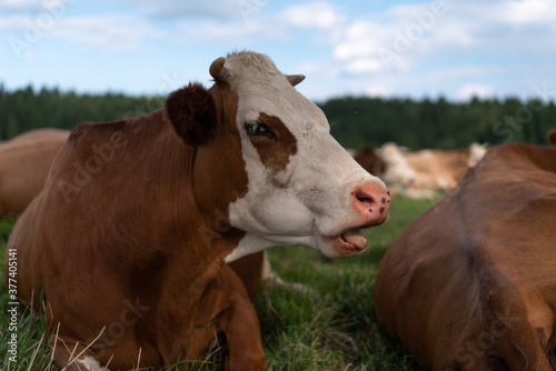 Spotted cows are lying in the pasture. © Waldemar