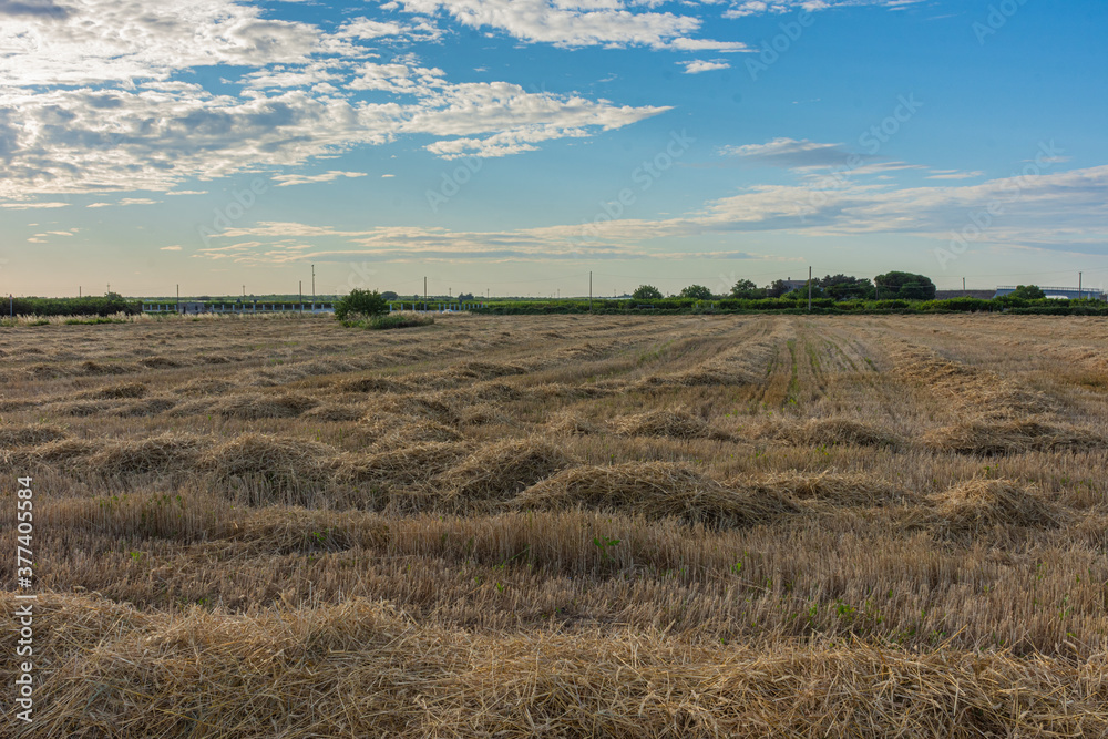 View of a freshly cut wheat field