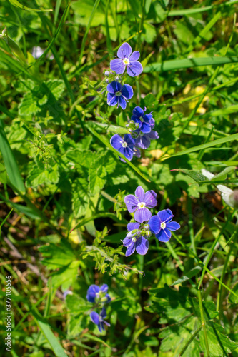 Pretty Blue Flower Petals