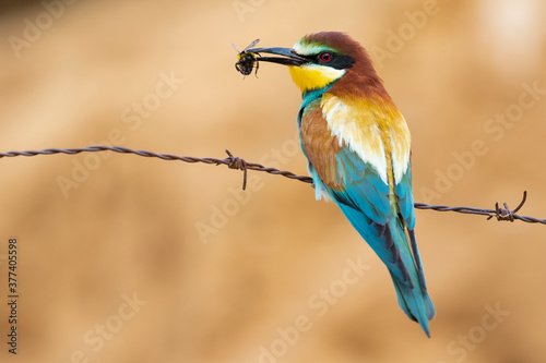 A European Bee Eater (Merops Apiaster) perched on a barbed wire with an insect in its beak. Horizontal shot on an unfocused ocher background.