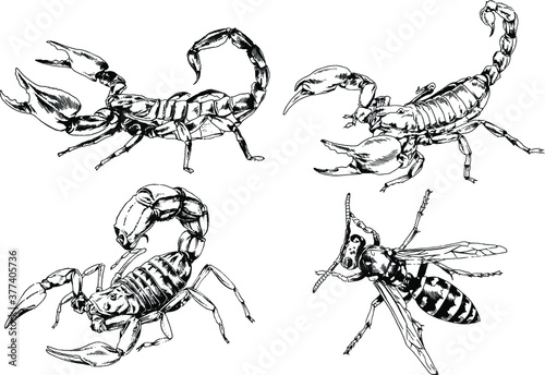 vector drawings sketches different insects bugs Scorpions spiders drawn in ink by hand   objects with no background