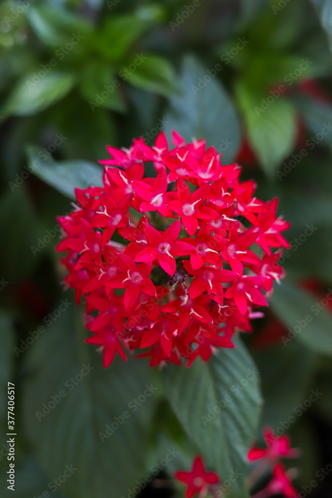 rote Blume 