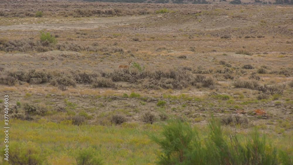 Pronghorn buck cautiously walks to source of water during a drought