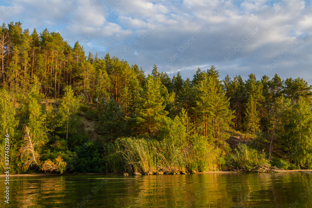 Forest by the river Forest by the river