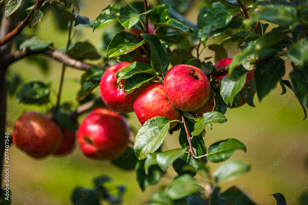 large ripe red apples hanging from tree branch in orchard ready for harvesting large ripe red apples hanging from tree branch in orchard ready for harvesting