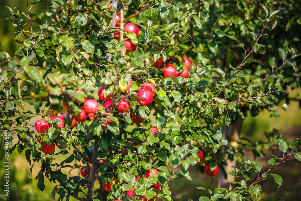 large ripe red apples hanging from tree branch in orchard ready for harvesting