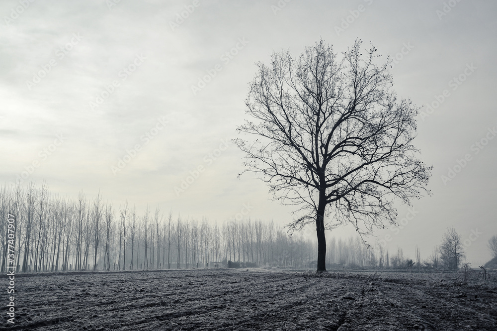 Mortara -12/30/2011: po valley poplar trees covered with frost Mortara -12/30/2011: po valley poplar trees covered with frost