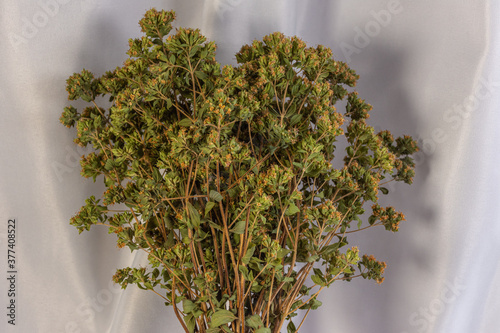 Bunch of oregano on neutral background